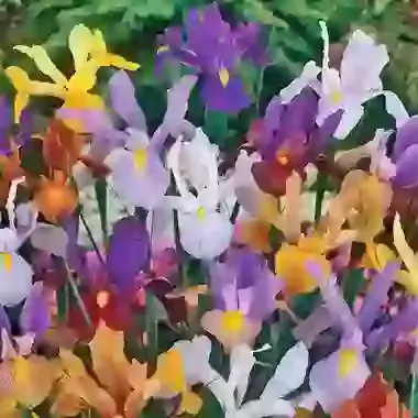 Rainbow Mixture